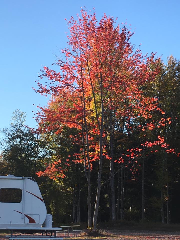 Maple tree in fall